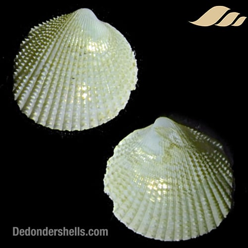 Parvicardium minimum 4