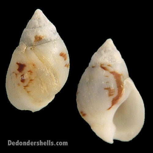 Nassarius pfeifferi 8