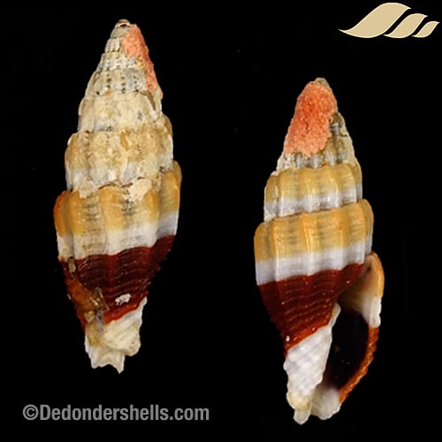 Vexillum militare 10