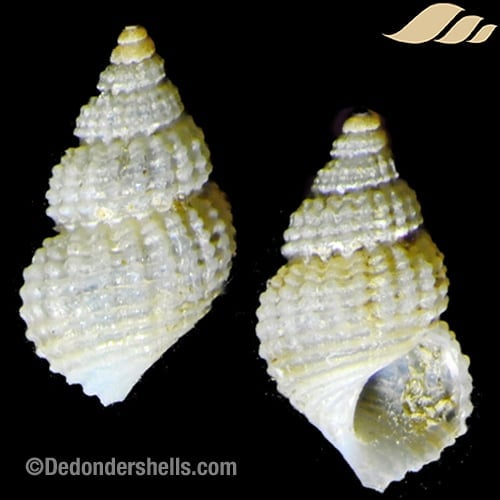 Alvania cimicoides 8