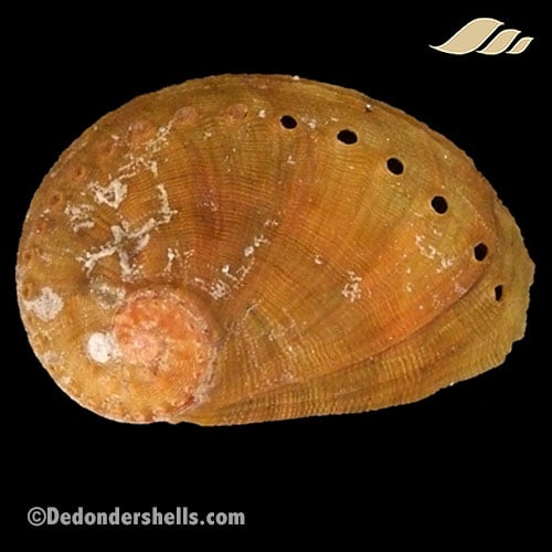 Haliotis semiplicata 3