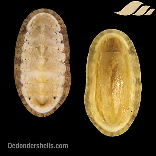 Ischnochiton cessaci 11