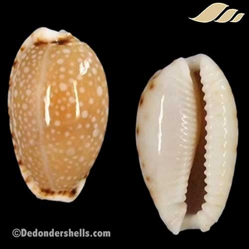 Cypraea labrolineata 10