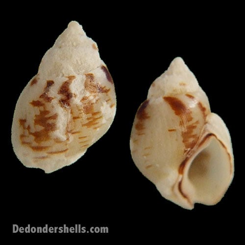 Nassarius pfeifferi 6