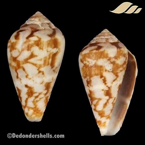 Conus guinaicus 3