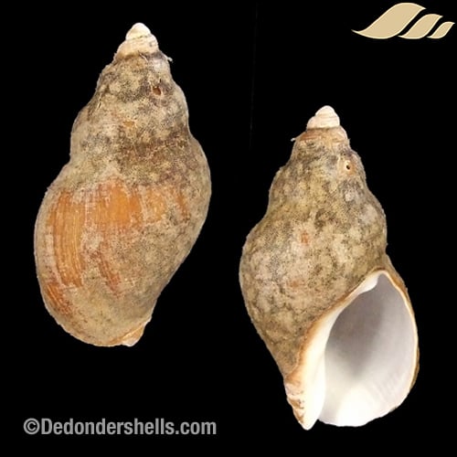 Burnupena papyracea 1