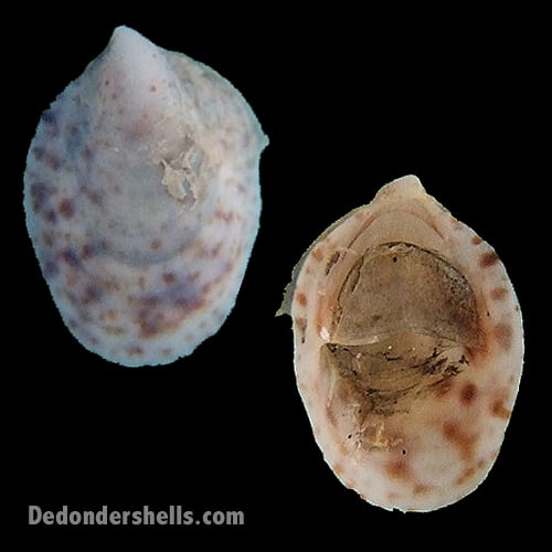 Crepidula aculeata 2