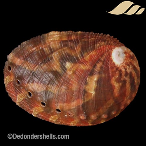 Sanhaliotis planata 18