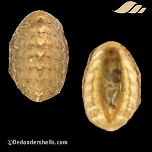 Lepidochitona cinerea 4
