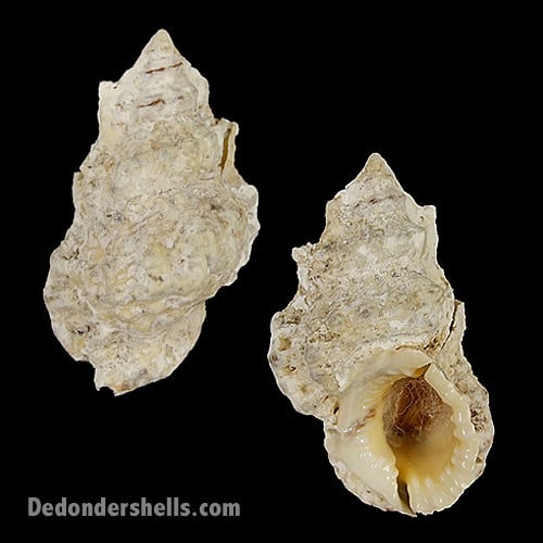 Bursa tuberosissima 5