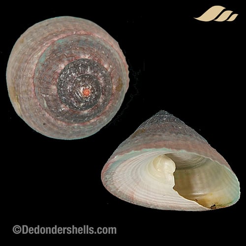 Infundibulum concavum 9