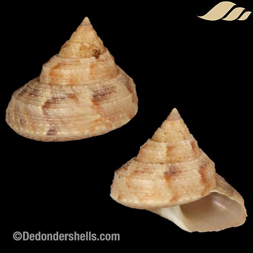 Calliostoma consors 1