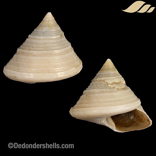 Calliostoma zizyphinum lyonsi 7