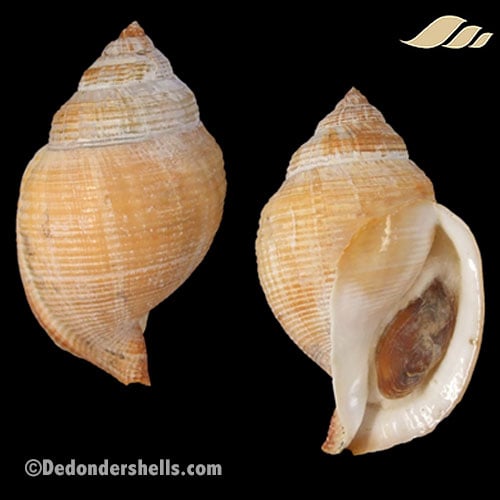 Galeodea echinophora adriatica 11