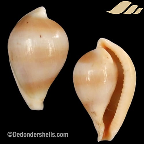 Margovula pyriformis 8