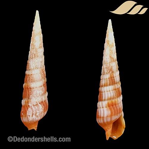 Terebra columellaris 7