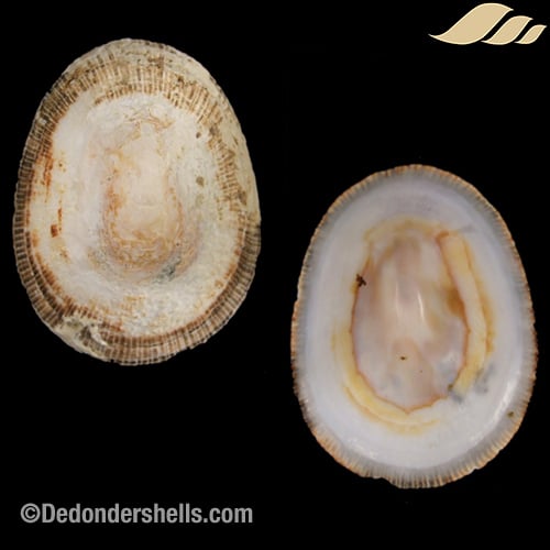 Patella argenvillei 2