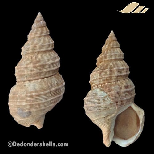 Buccinum verrucosum 1