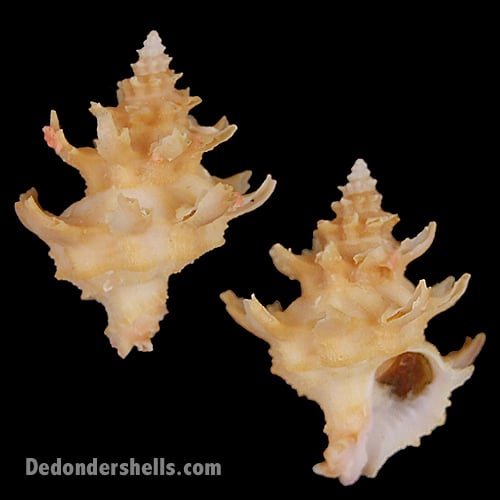 Laevilatiaxis diadema 4