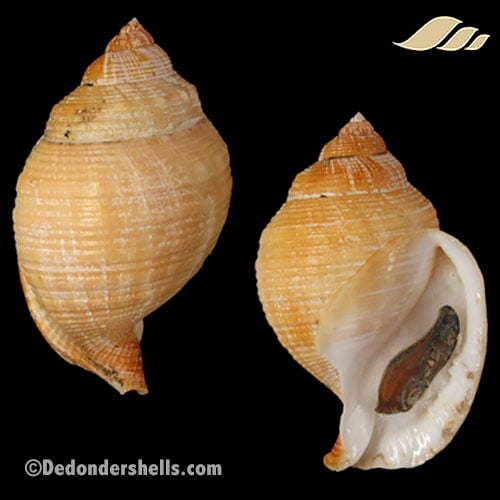 Galeodea echinophora adriatica 15