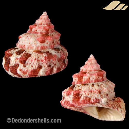 Trochus ferreirae 27