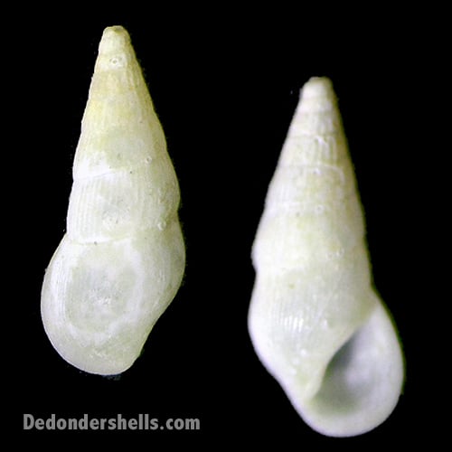 Zebinella princeps 1