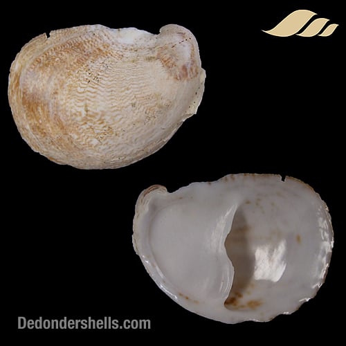 Crepidula fornicata 4