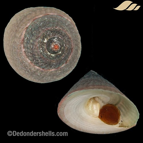 Infundibulum concavum 4