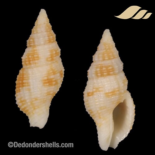 Prodotia iostoma 6