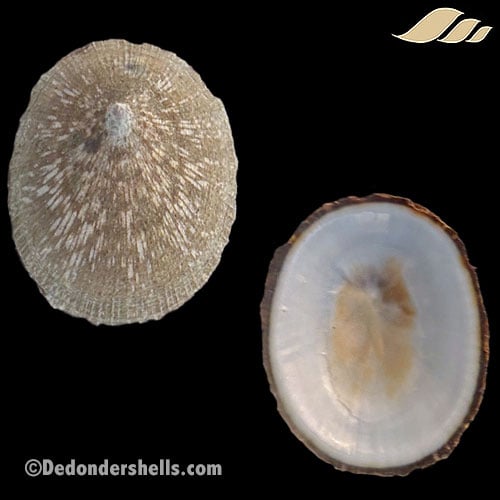 Patelloida striata 20