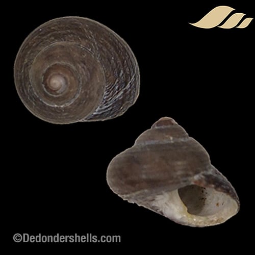 Clanculus jussieui 2