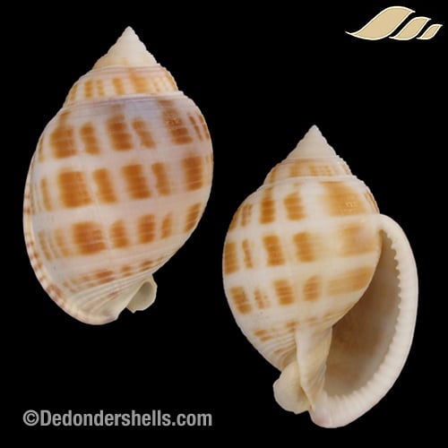 Semicassis japonica 1