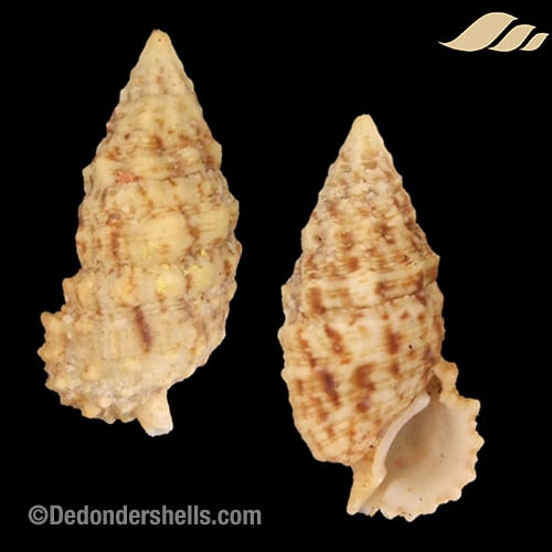 Cerithium echinatum 10