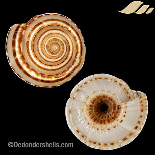 Architectonica perspectiva 9