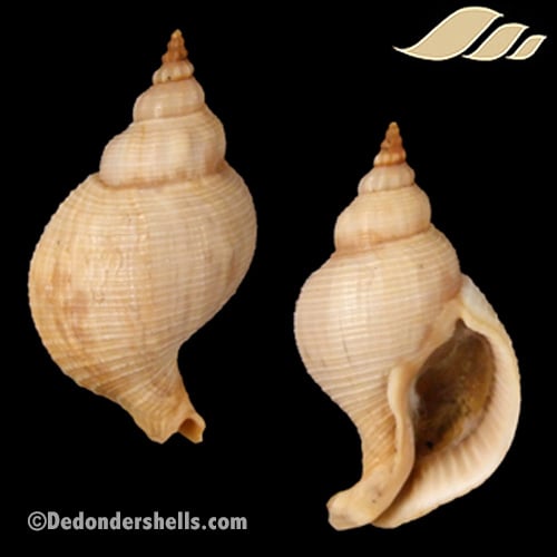 Siphonalia trochulus 2