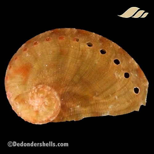 Haliotis semiplicata 1