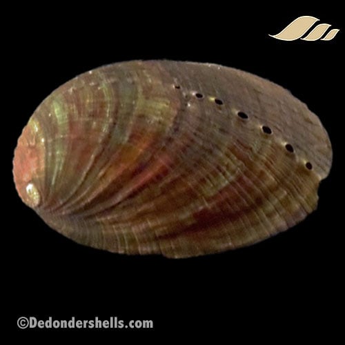 Haliotis diversicolor 9