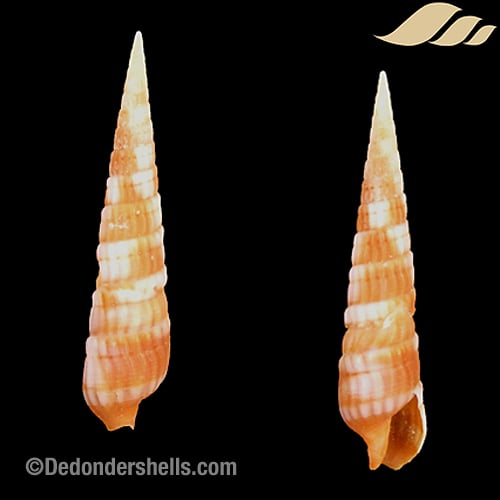 Terebra columellaris 4