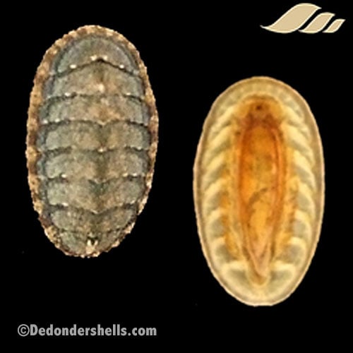 Lepidochitona cinerea 8