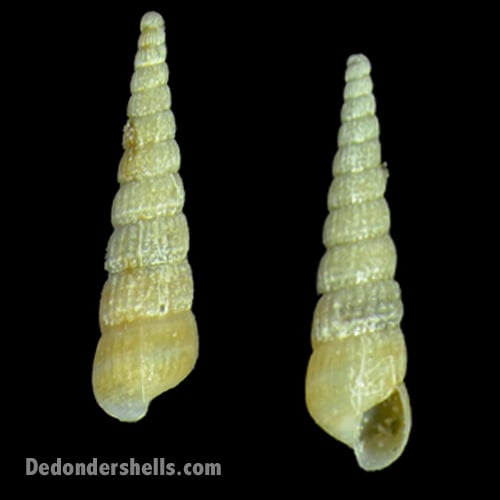 Turbonilla rushii 1