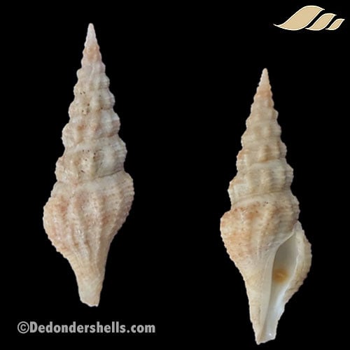 Clathrodrillia cf flavidula 1