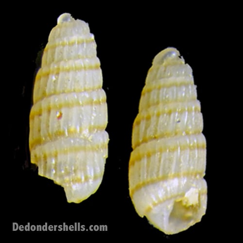 Chrysallida doliolum 3