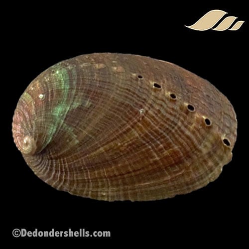 Haliotis diversicolor 5