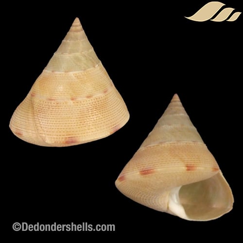 Tristichotrochus haliarchus 2