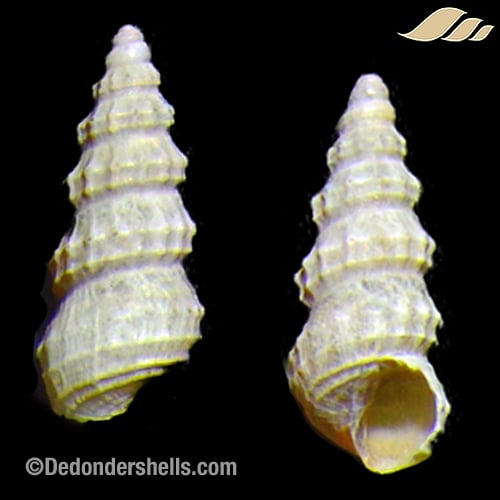 Cerithidium diplax 5