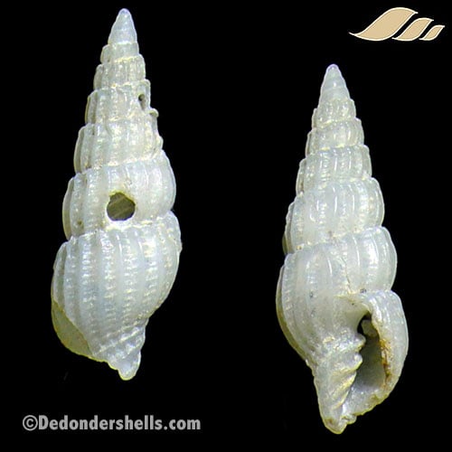 Costellaria sagamiense 1