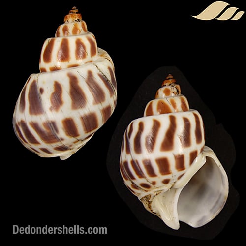 Babylonia areolata 8