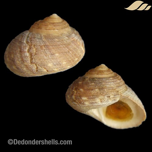 Pseudotalopia sakuraii 4