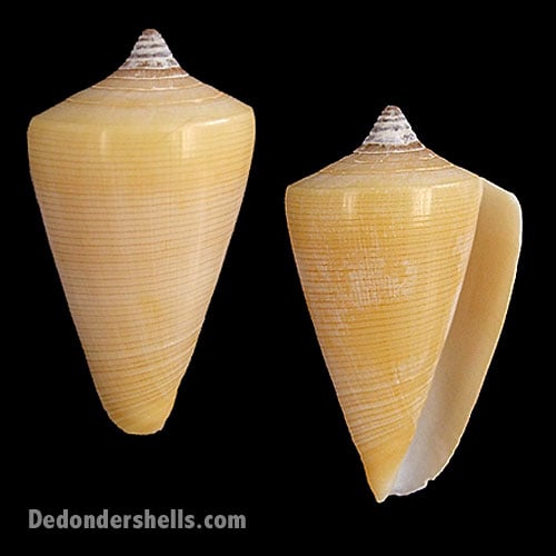 Conus quercinus 5