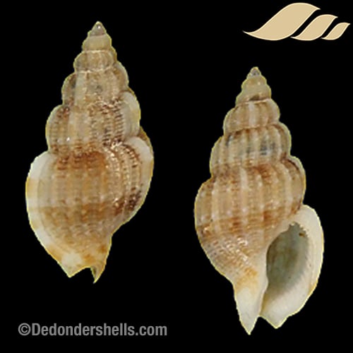 Antillophos borneensis 3